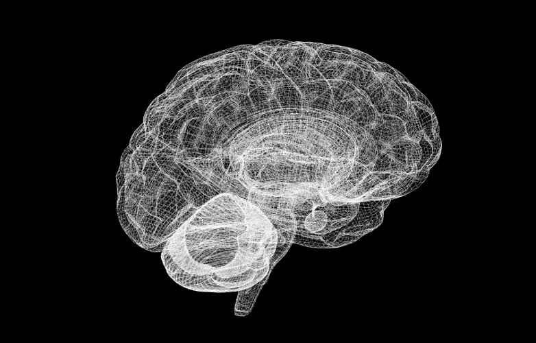 cerebro modelado por ordenador
